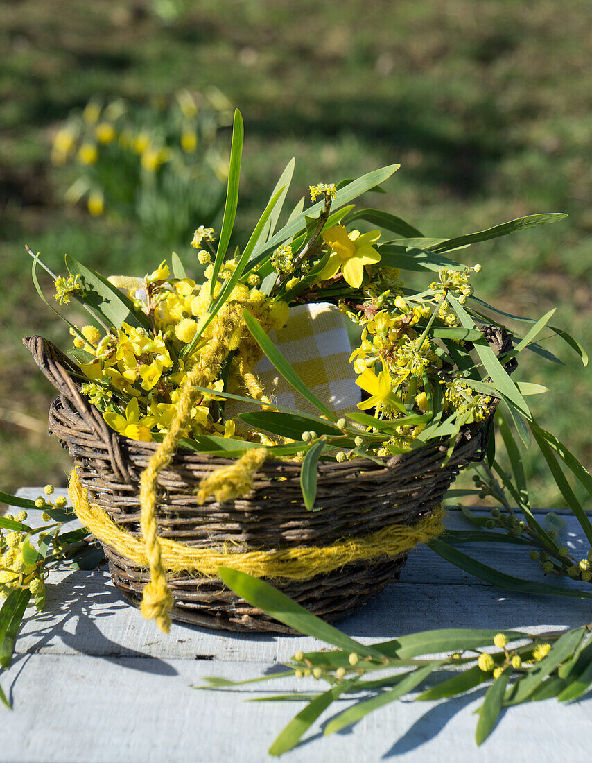 Korb mit Serviette und mit Kranz aus Mimosen, Narzissen (Narcissus) und Forsythien (Forsythia)