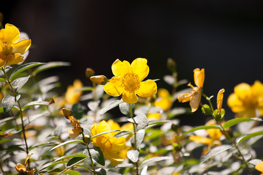 St. John's wort flowers (Hypericum perforatum) on a shrub