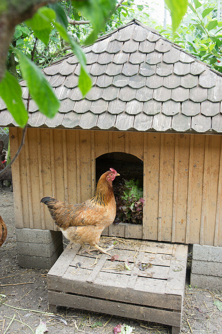 Henne vor Hühnerstall