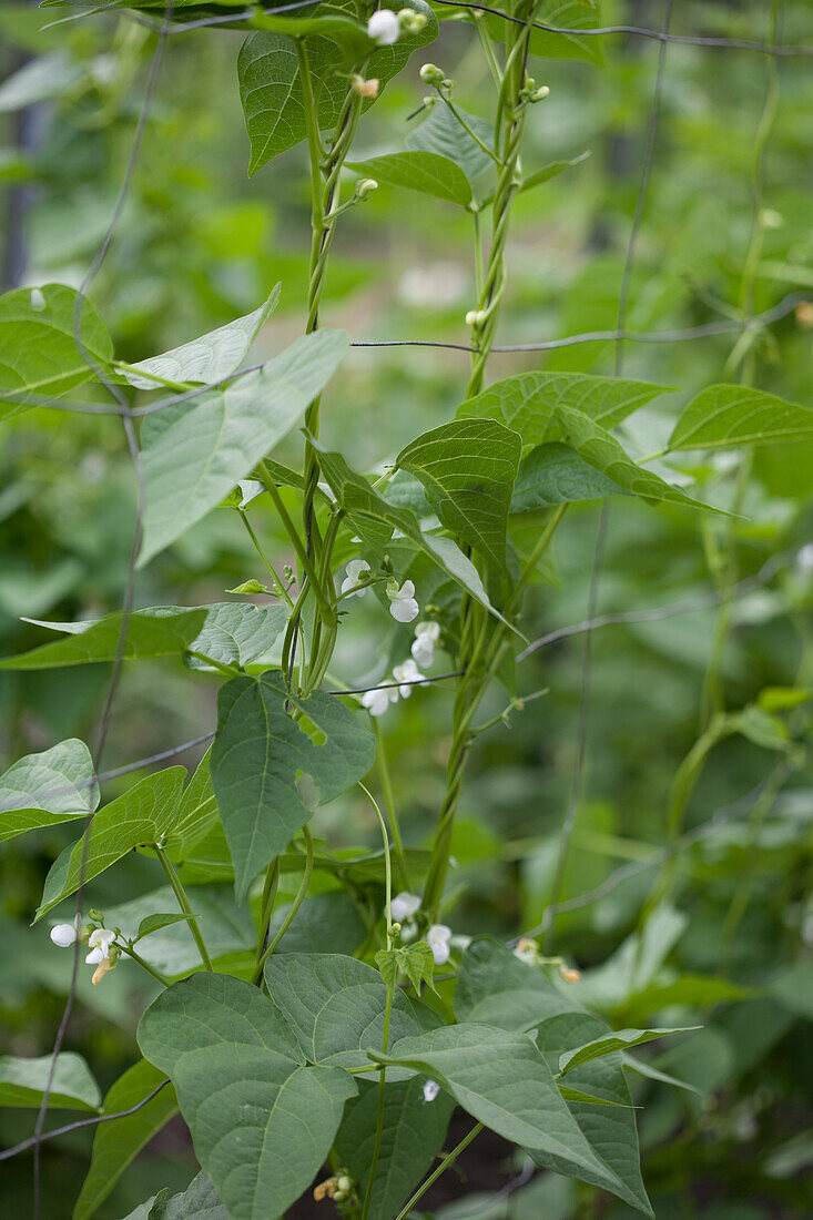 Bean blossom on bean vine