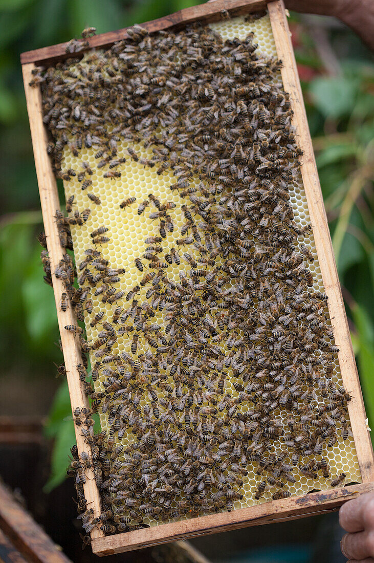 Bienen mit Honigwabe