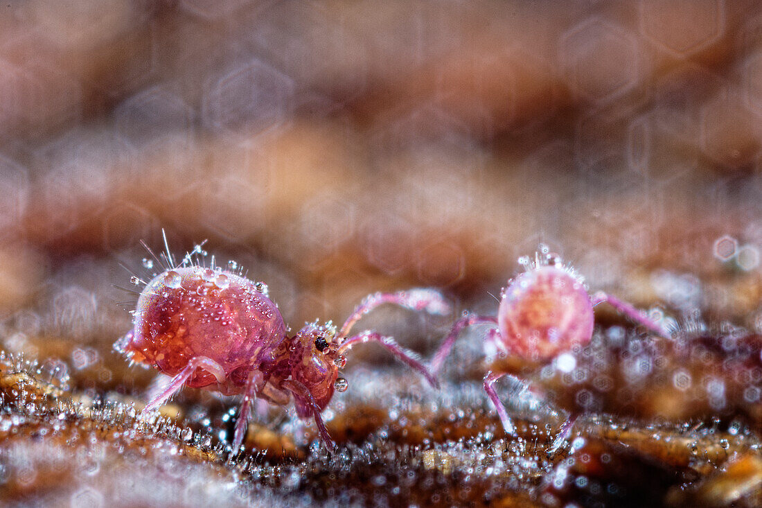 Springtail with water droplets