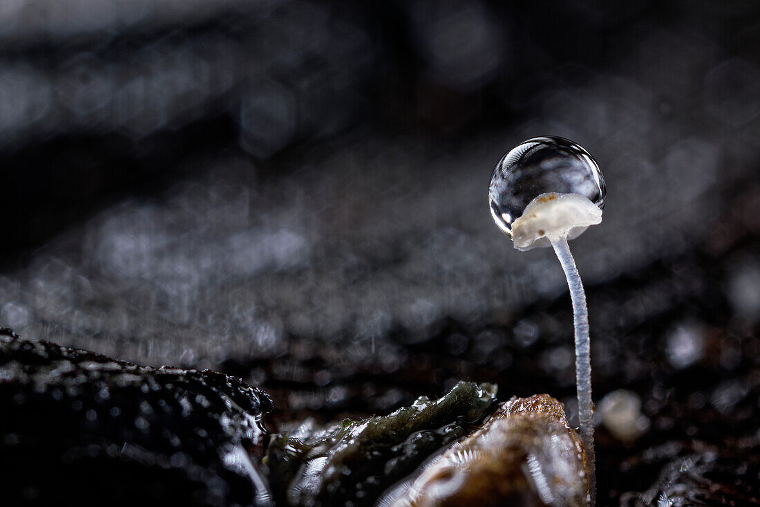 Raindrop on mushroom