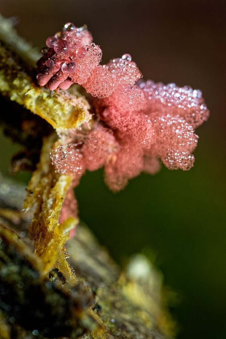 Slime mould with water droplets