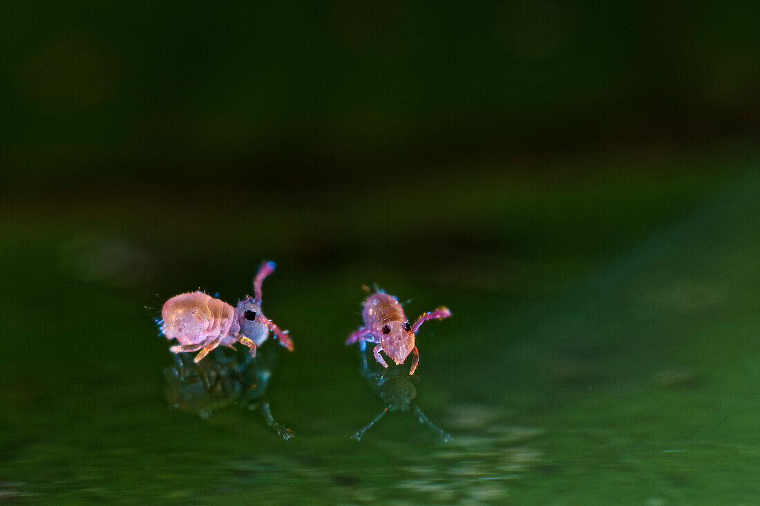 Juvenile springtail on water
