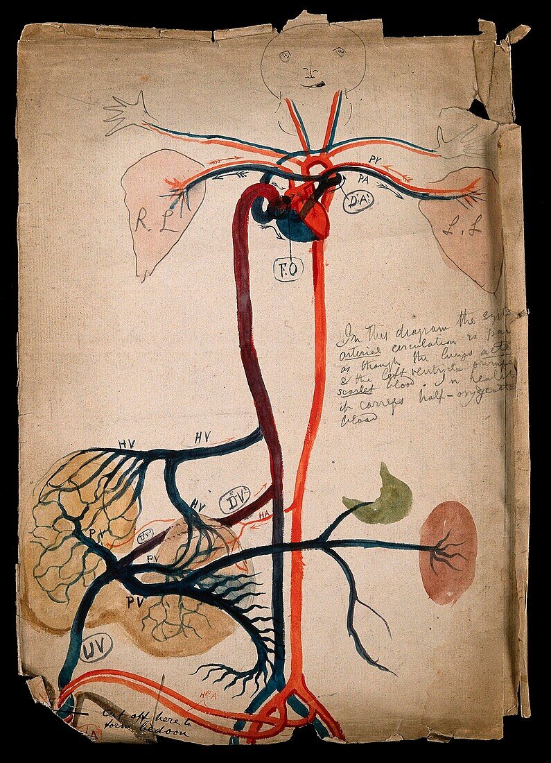 Circulatory system, 19th century illustration