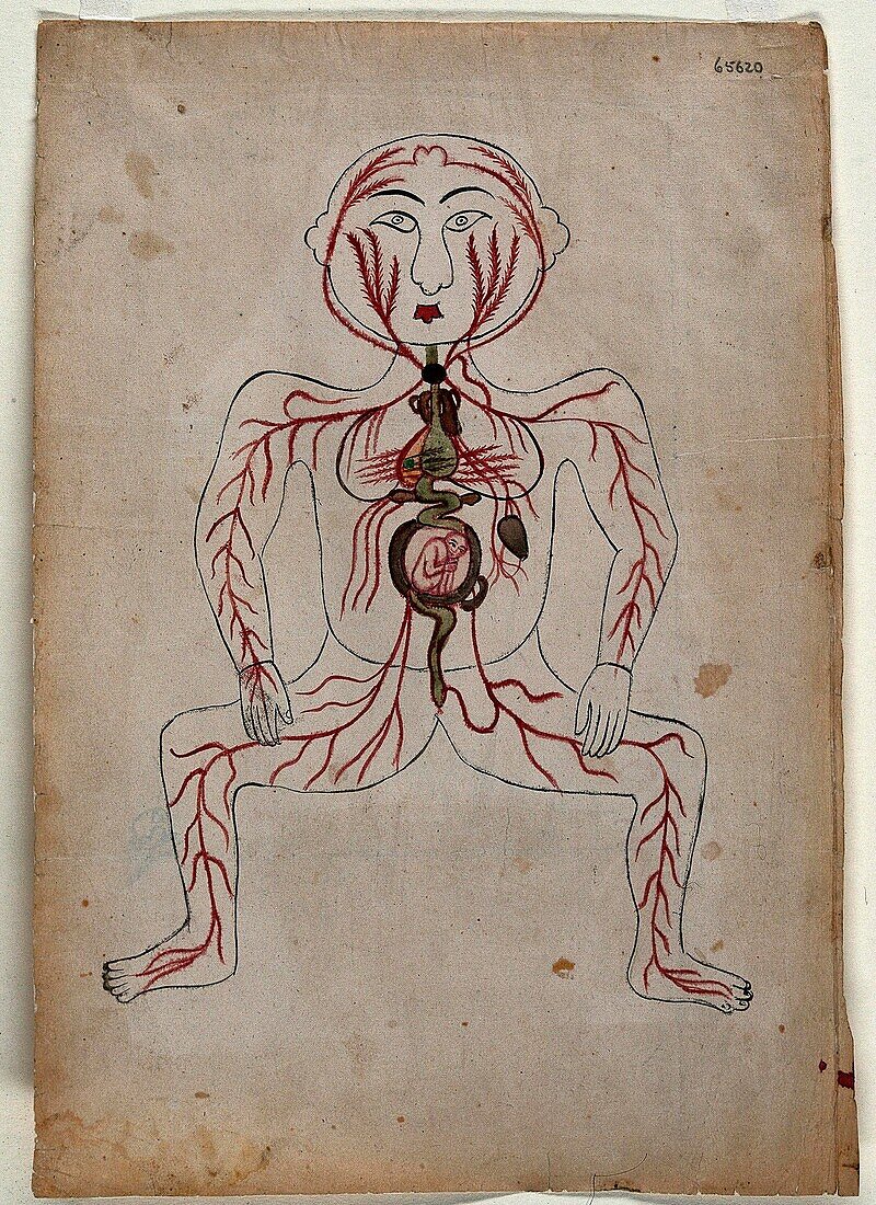 Circulatory system, 19th century illustration