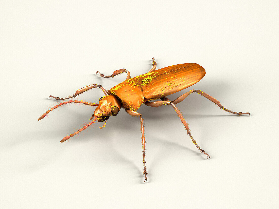 Darwinylus marcosi beetle, illustration
