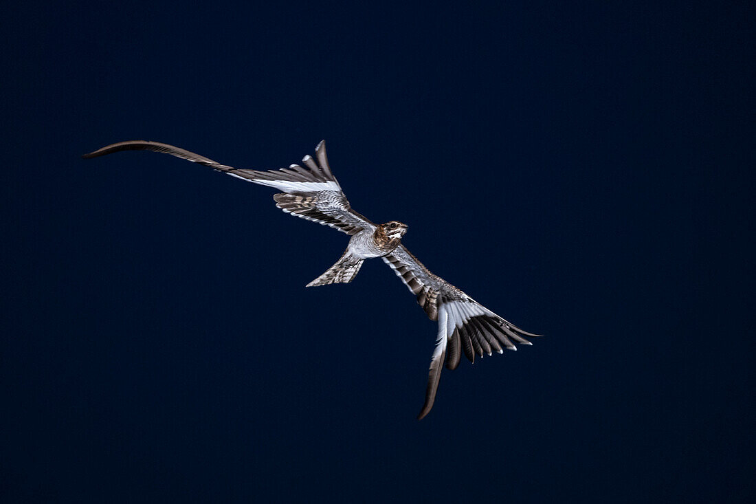 Pennant-winged nightjar in flight