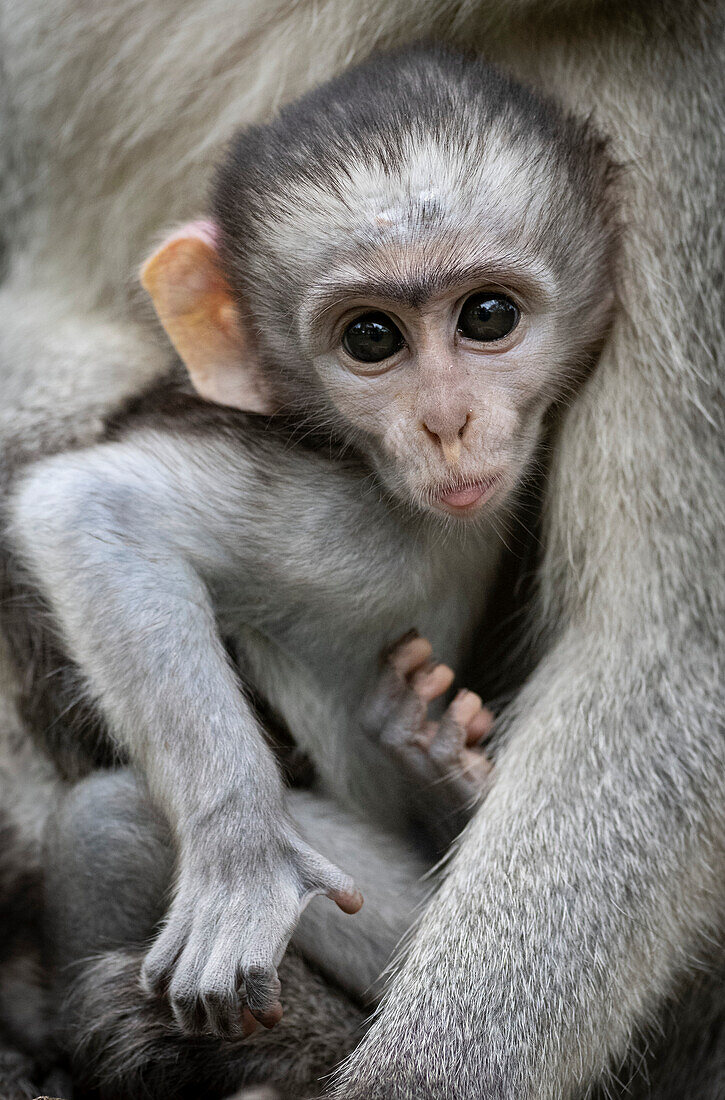 Vervet monkey infant with mother