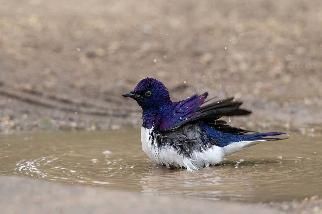 Violet-backed starling bathing