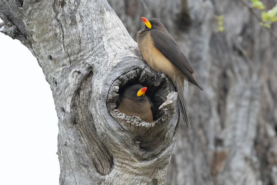 Pair of yellow-billed oxpeckers at their nest