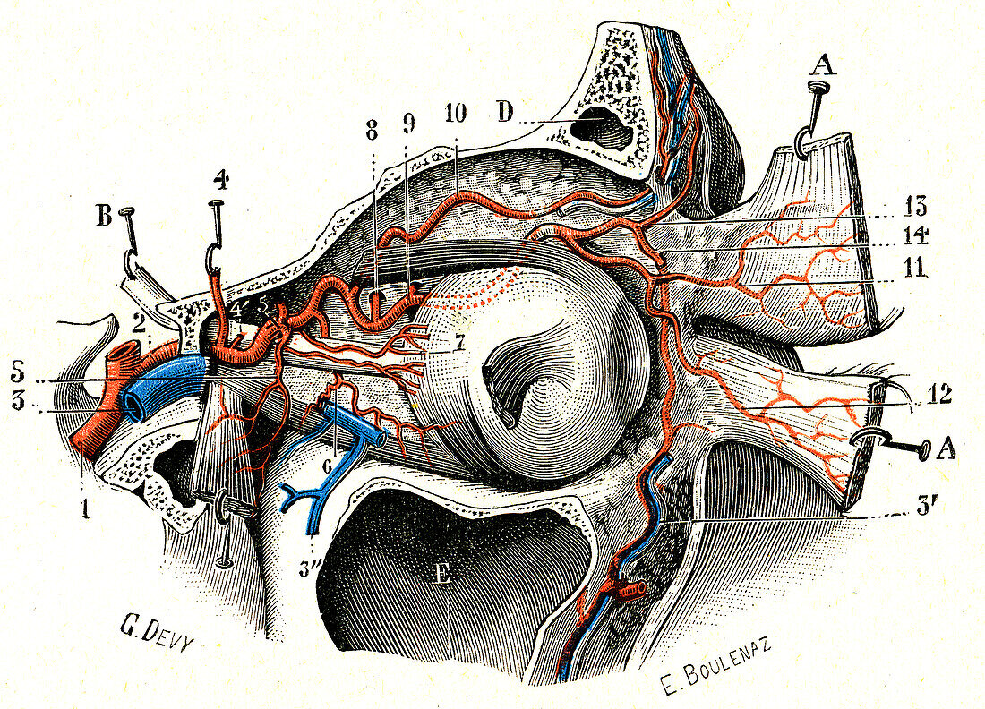 Eye blood vessels, illustration