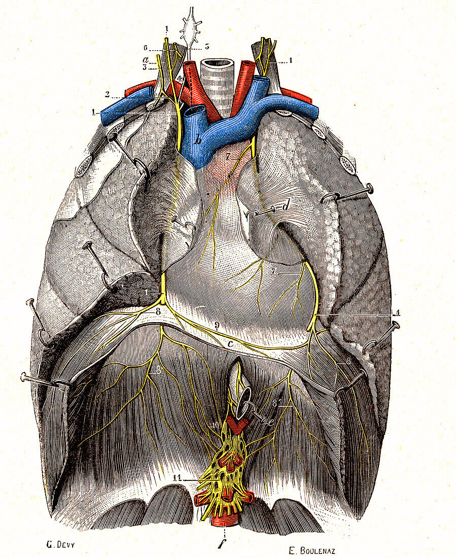 Phrenic nerves, illustration