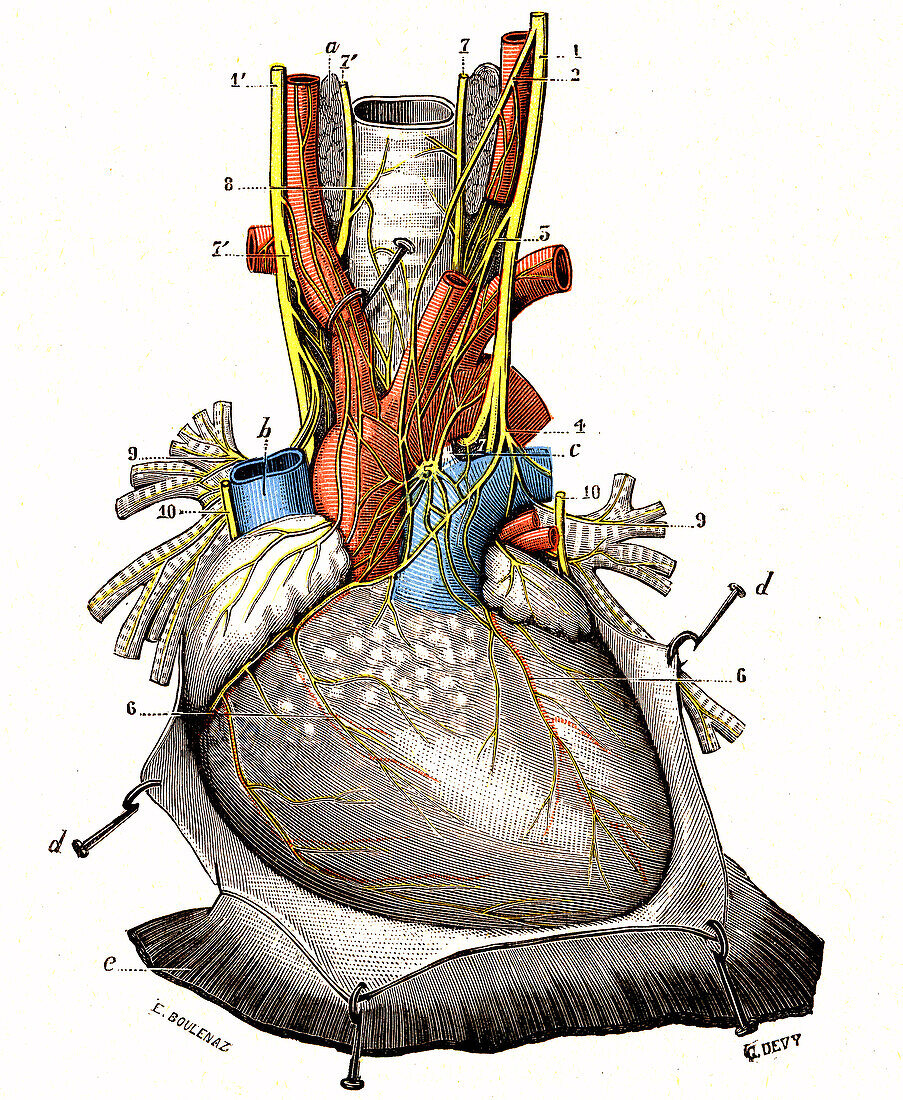 Cardiac plexus, illustration