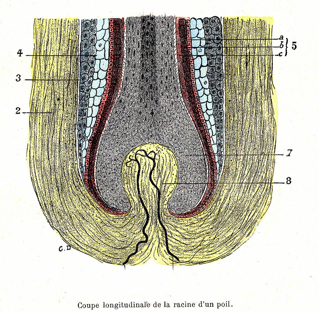 Hair follicle, illustration