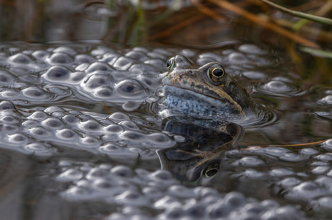 Common frog in breeding pond
