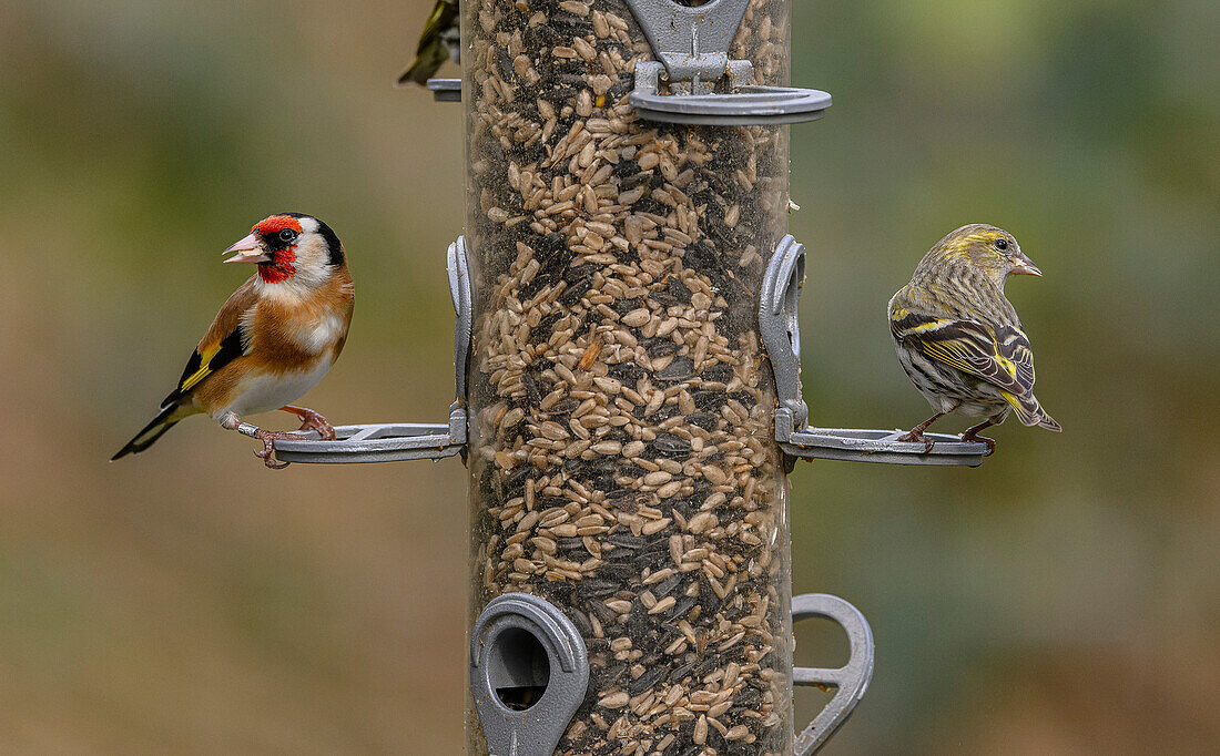 Woodland bird-feeder with feeding goldfinches and siskins
