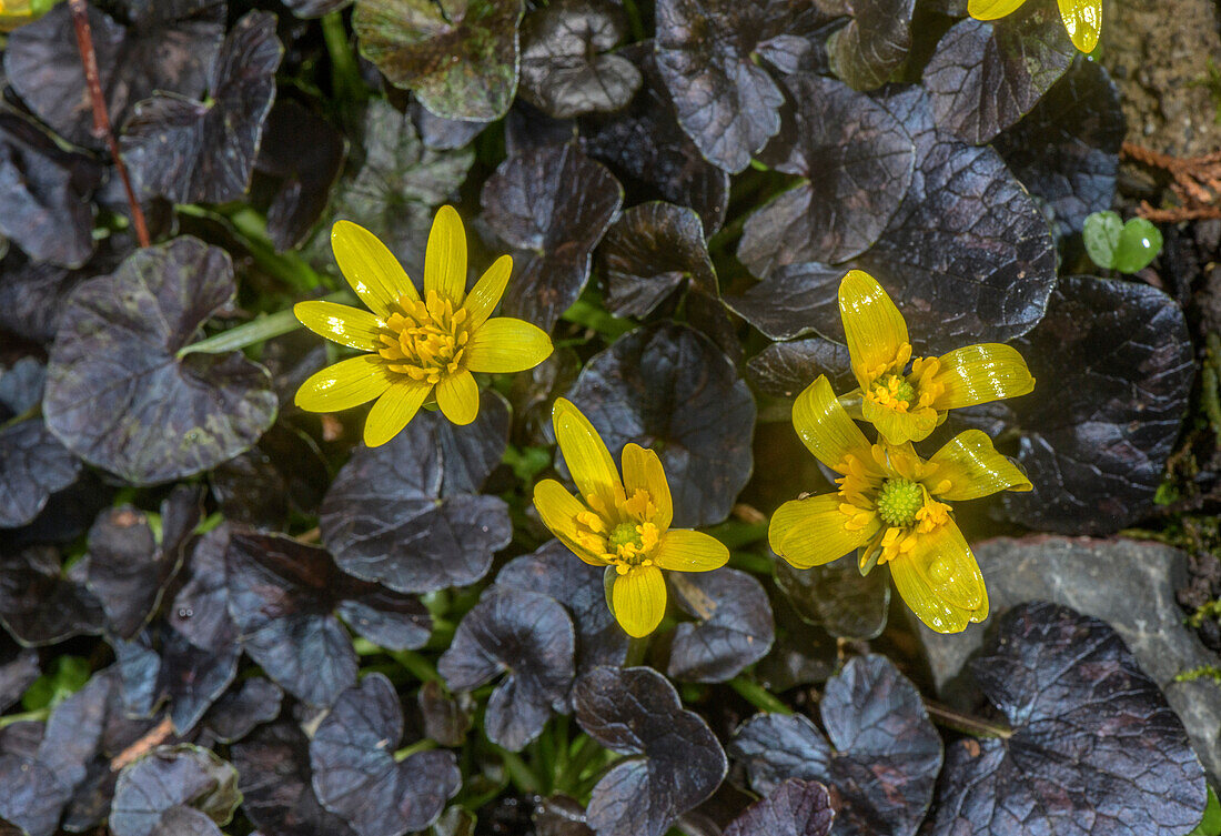 Lesser celandine (Ficaria verna 'Brazen Hussy' in flower