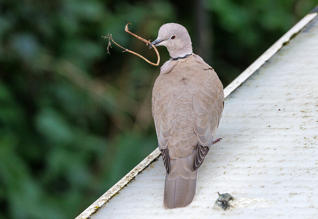 Eurasian collared dove with nesting material