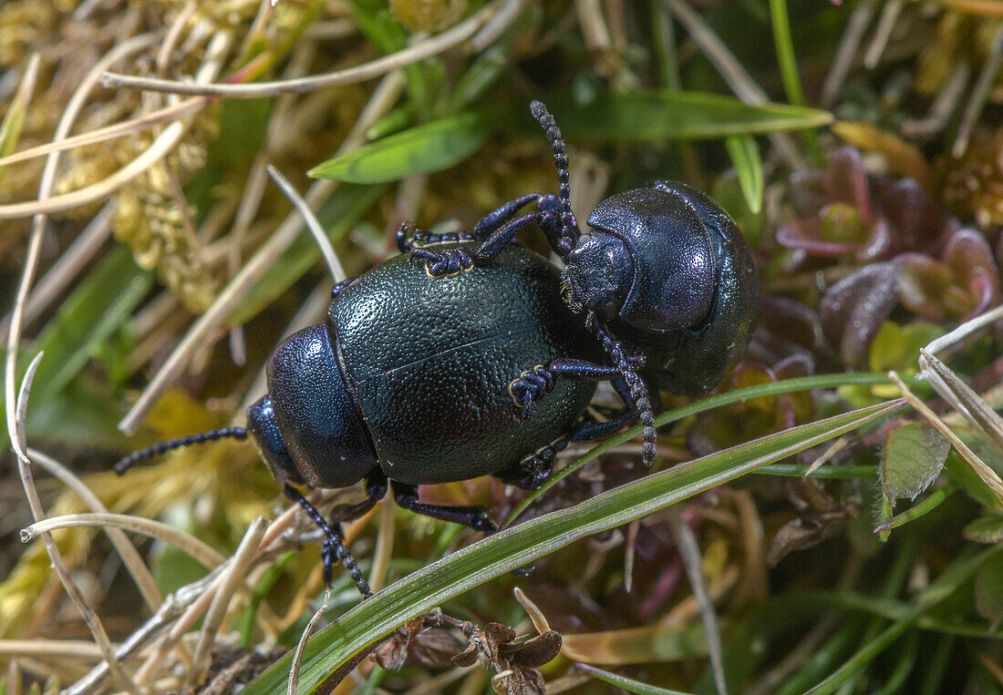 Mating pair of lesser bloody-nosed beetles