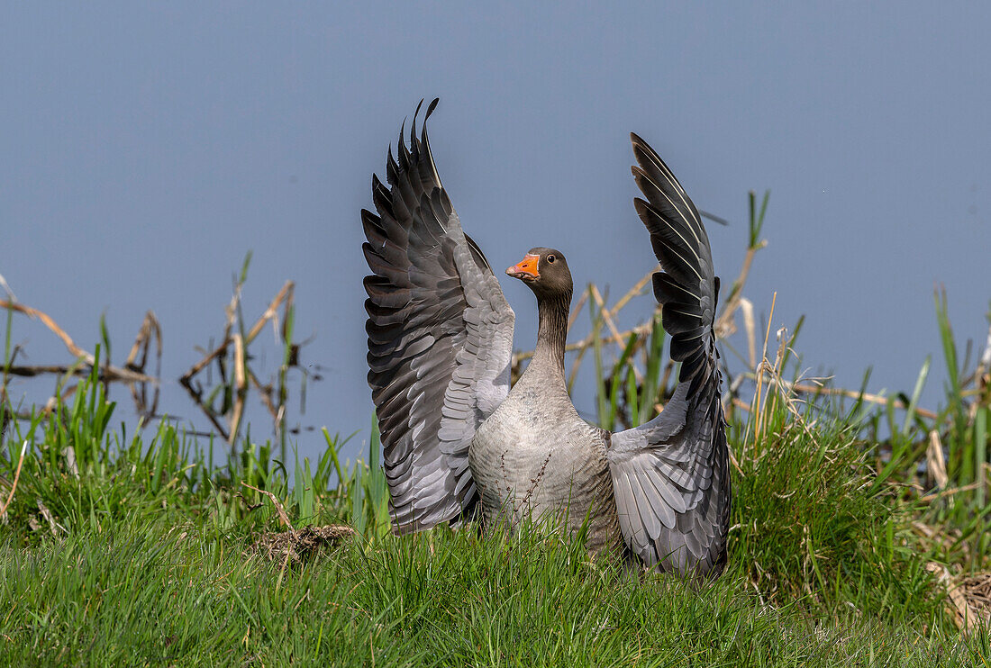 Greylag goose coming in to land