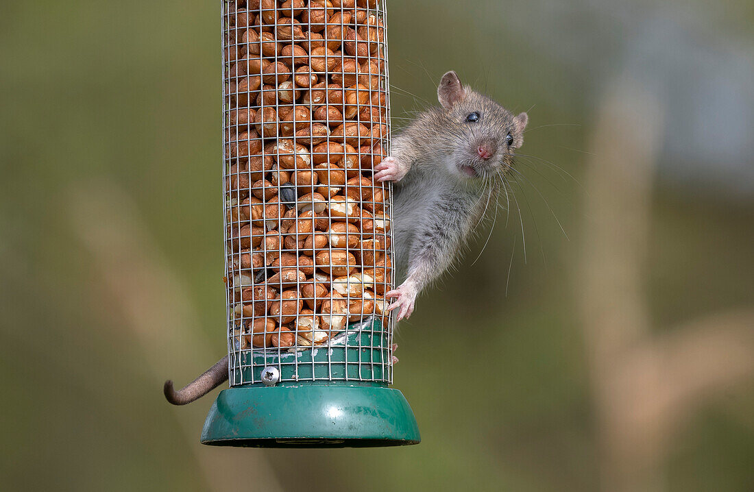 Brown rat feeding at bird feeder