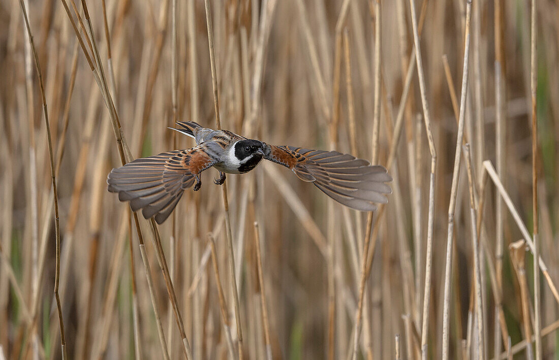 Male common reed bunting in flight