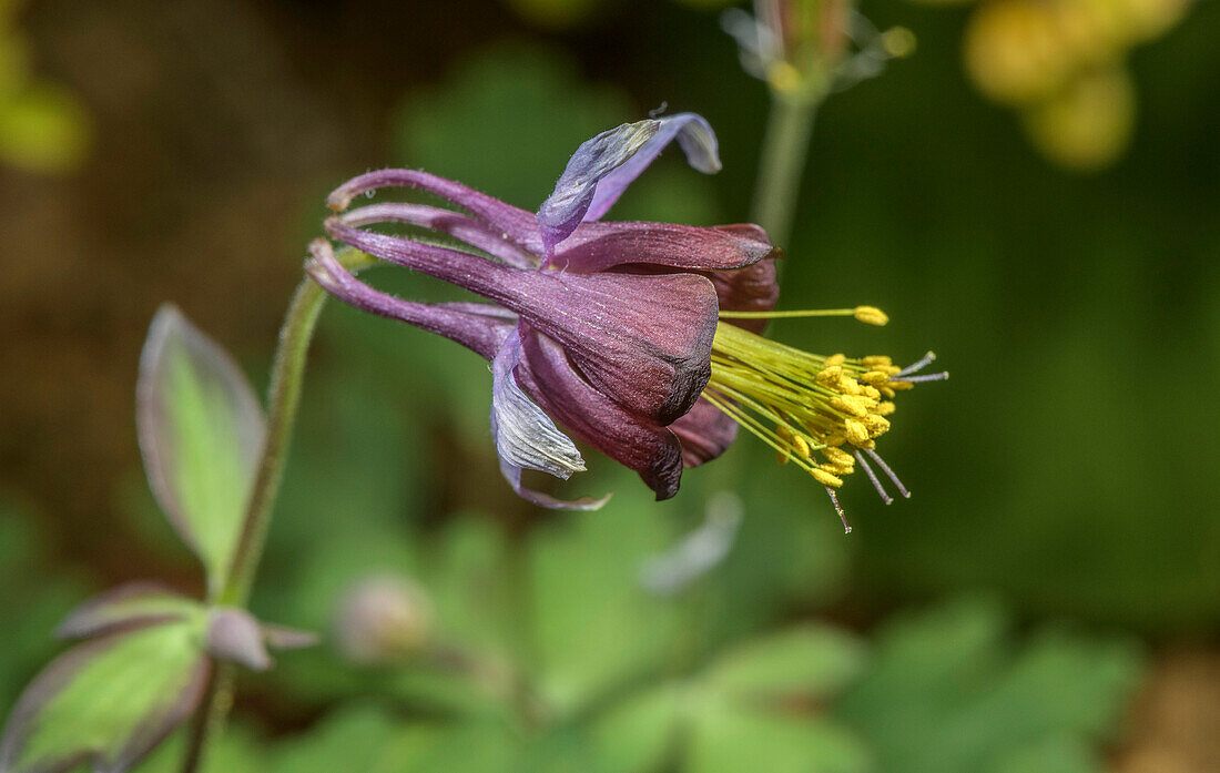 Green-flowered columbine (Aquilegia viridiflora) in flower
