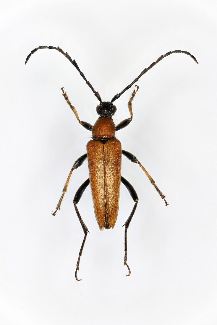 Red-brown longhorn beetle