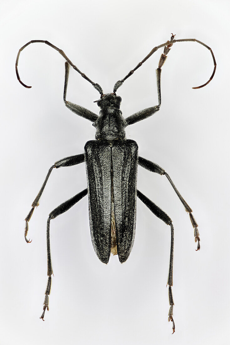 Longhorn beetle