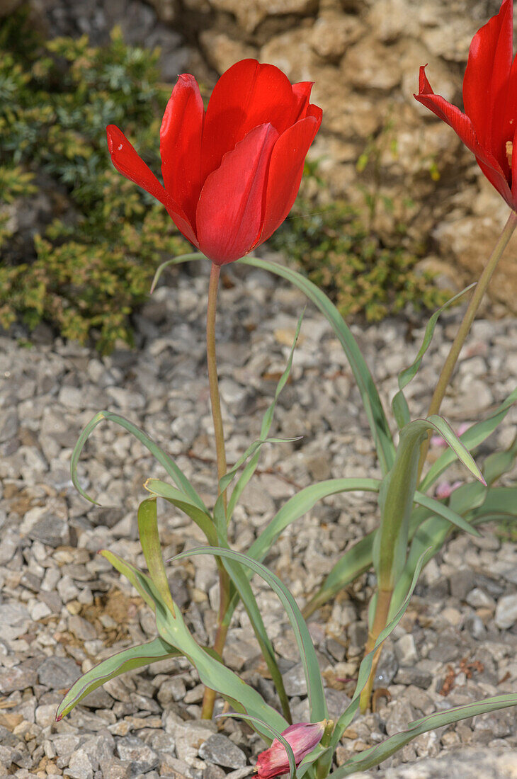 Mountain tulip (Tulipa montana) in flower