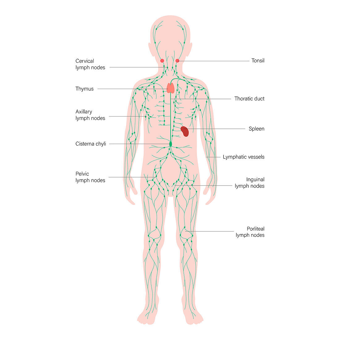 Lymphatic system, illustration