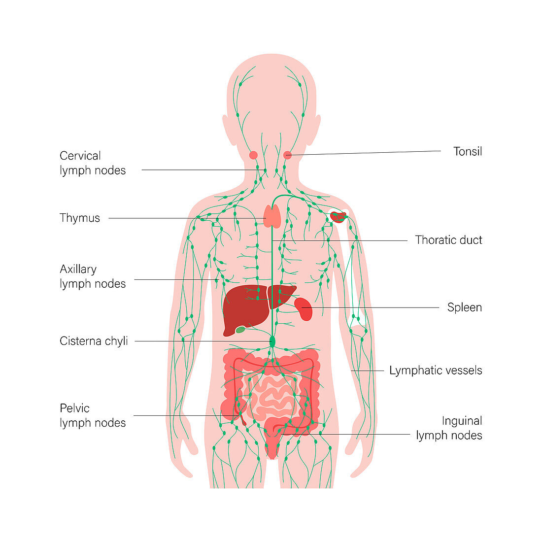 Lymphatic system and organs, illustration