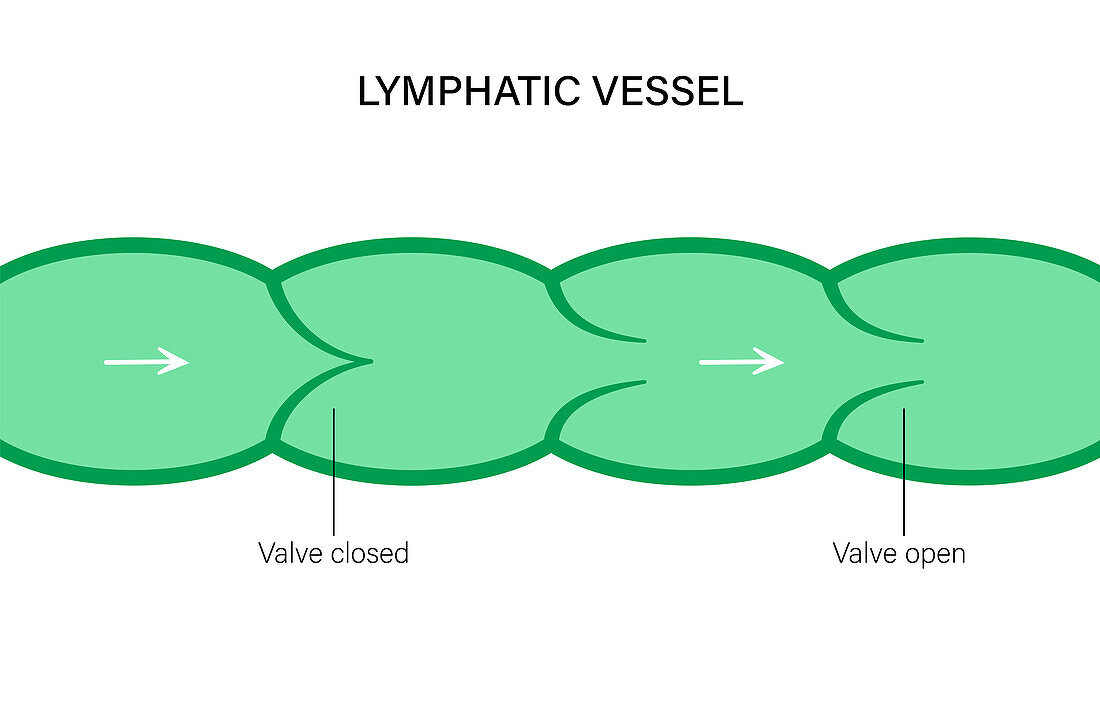 Lymphatic vessel, conceptual illustration