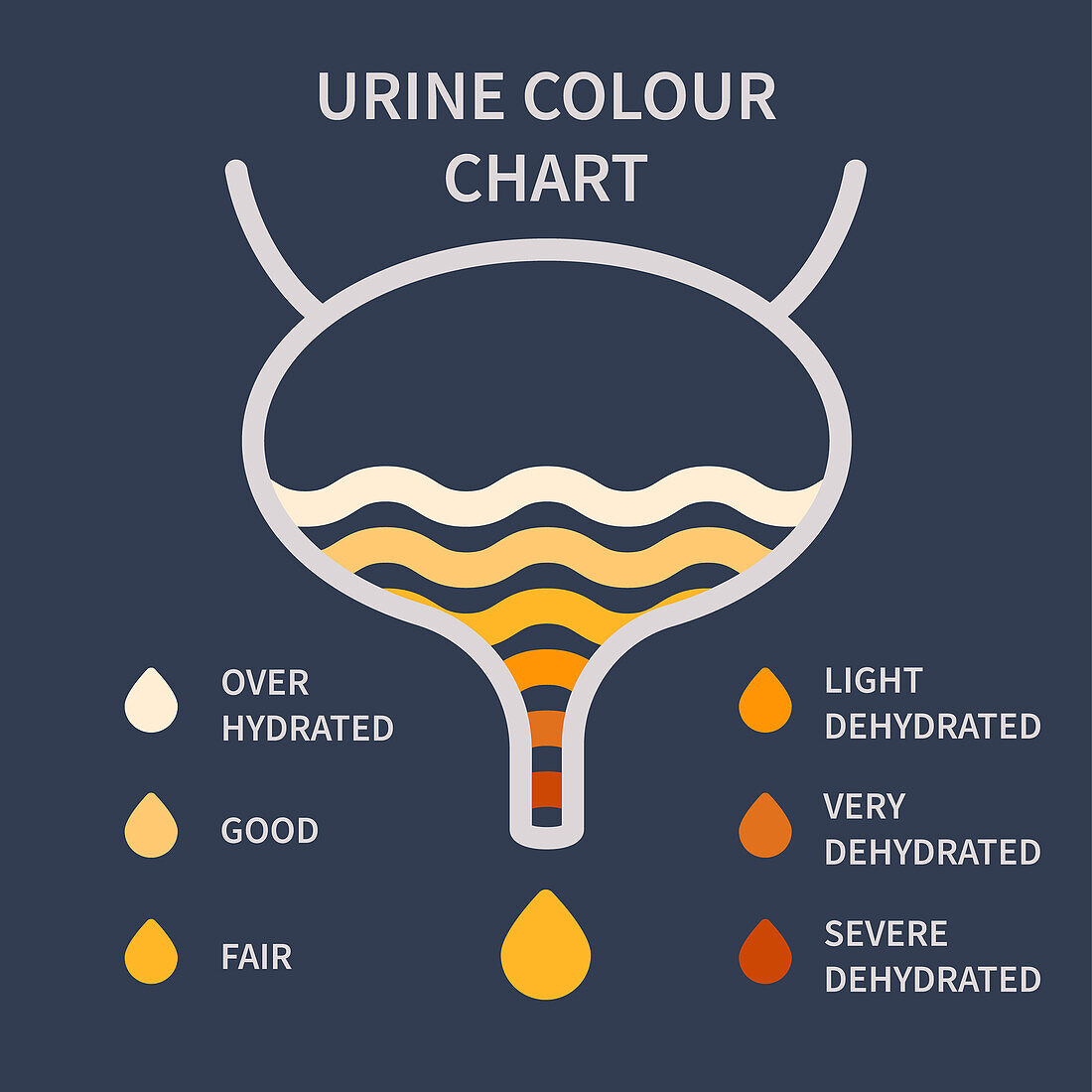 Urine colour chart, illustration