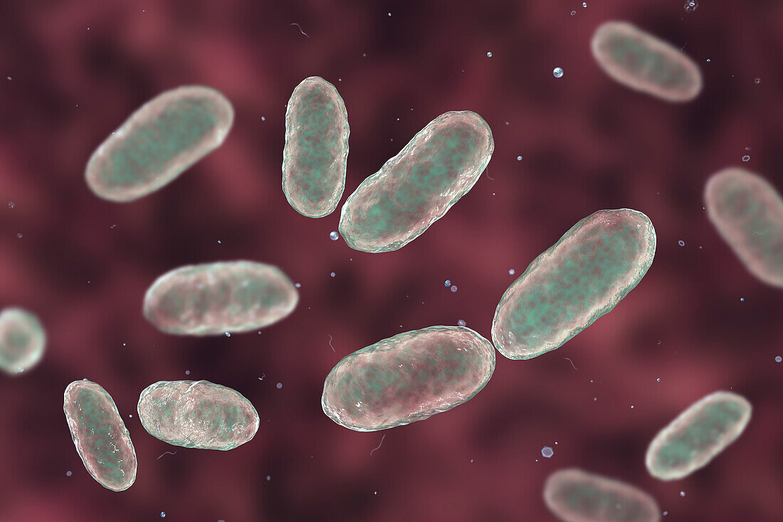 Aggregatibacter bacteria, illustration