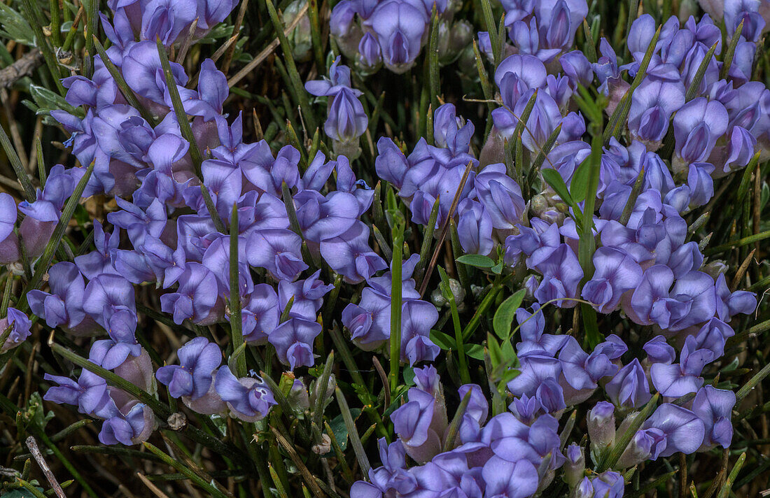 Blue broom (Erinacea anthyllis) in flower