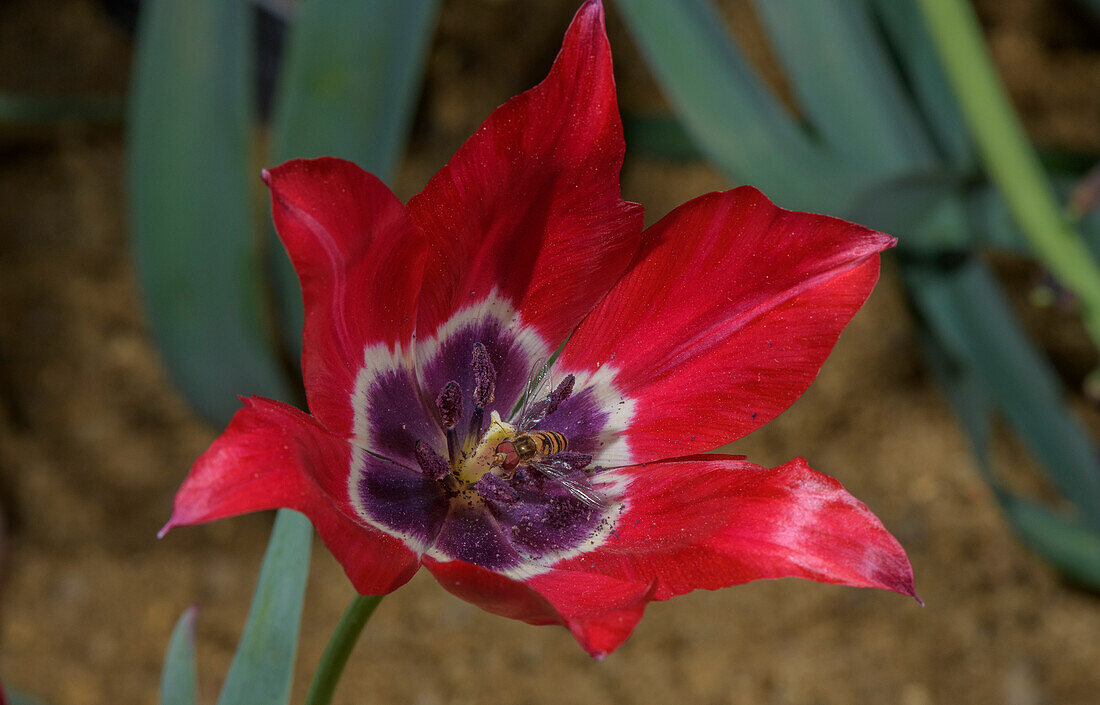 Didier's tulip (Tulipa gesneriana) in flower