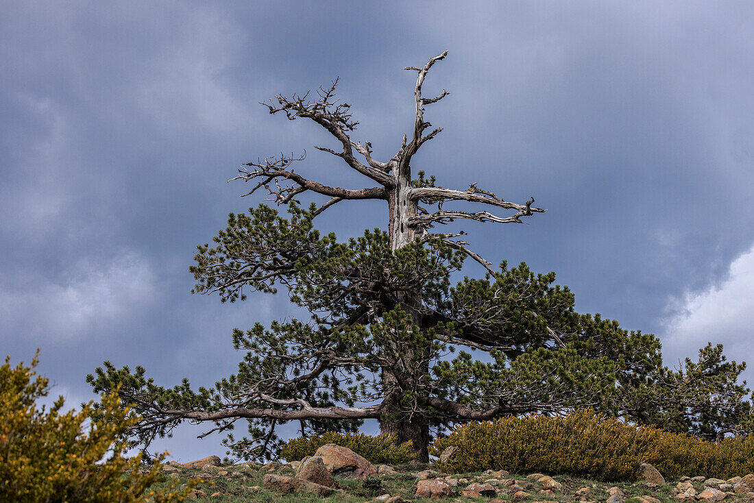 Ancient black pine (Pinus nigra ssp. nigra)
