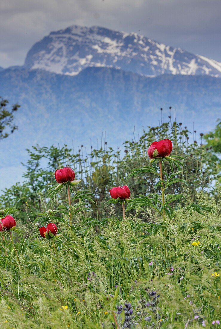 Balkan peony (Paeonia peregrina) in flower
