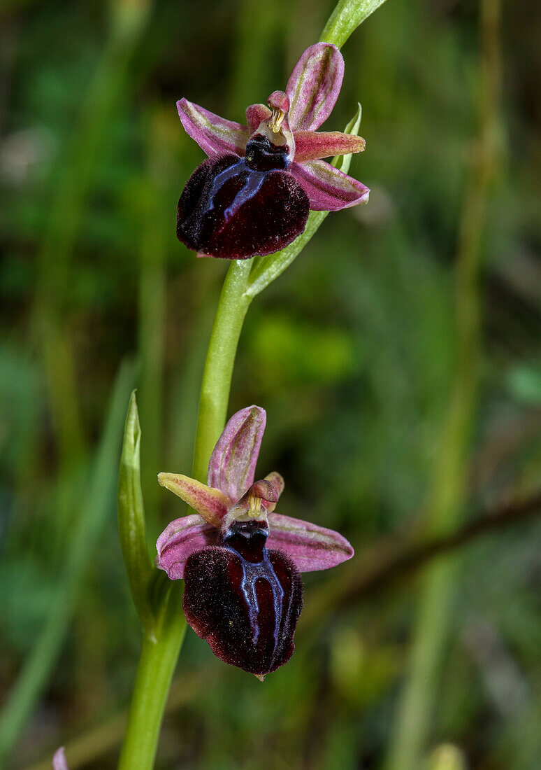 Bee orchid (Ophrys spruneri)