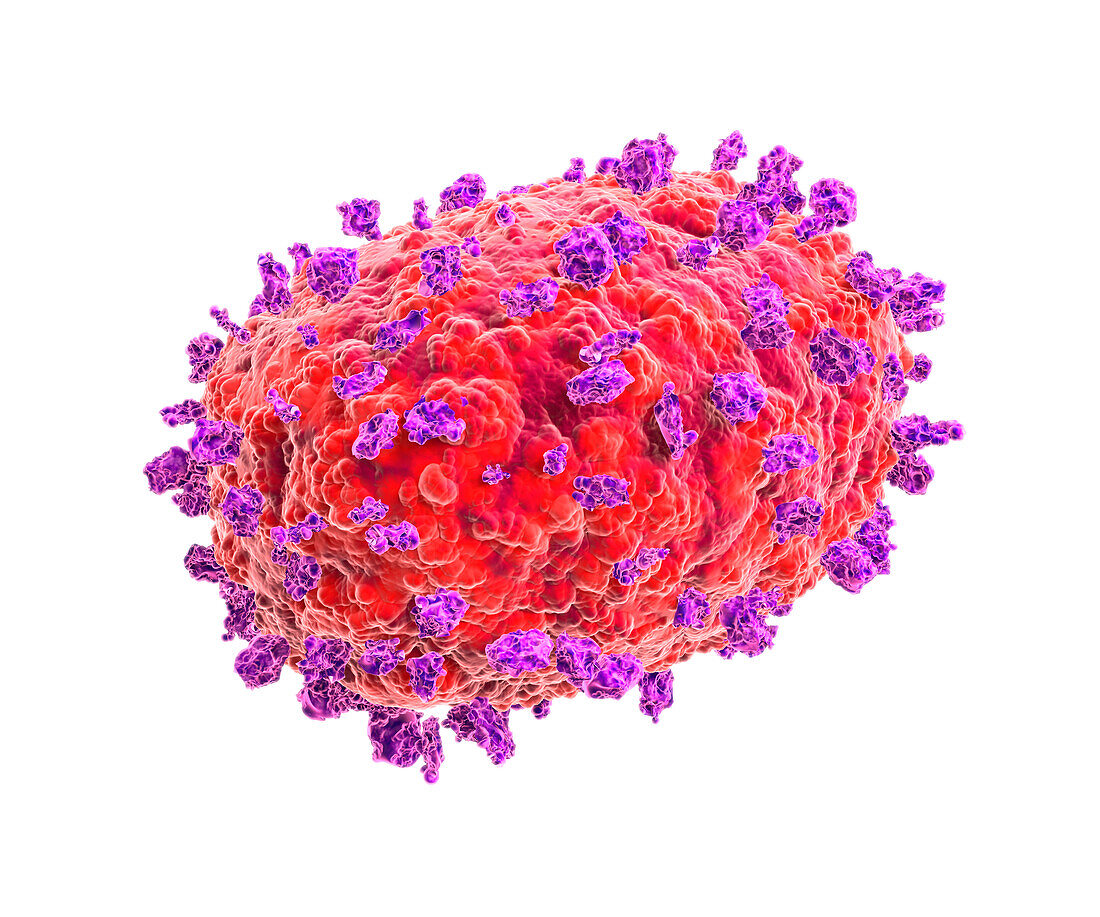 Mpox virus, illustration
