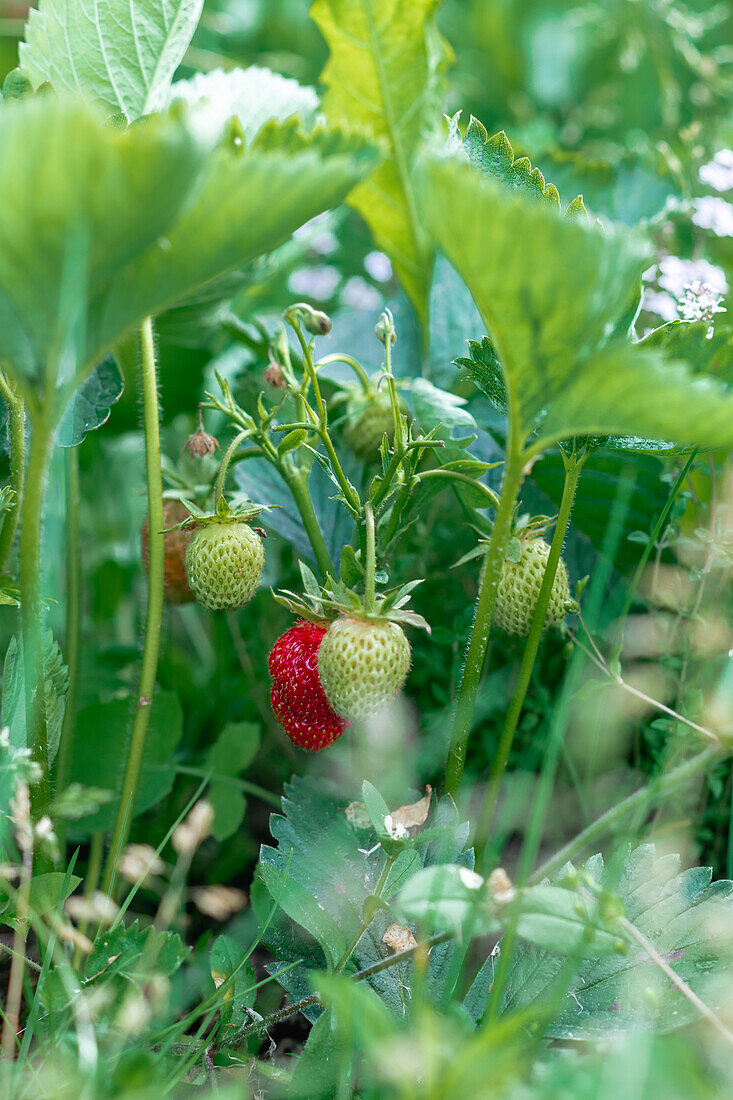 Strawberries in a garden