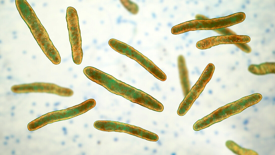 Tuberculosis bacteria, illustration