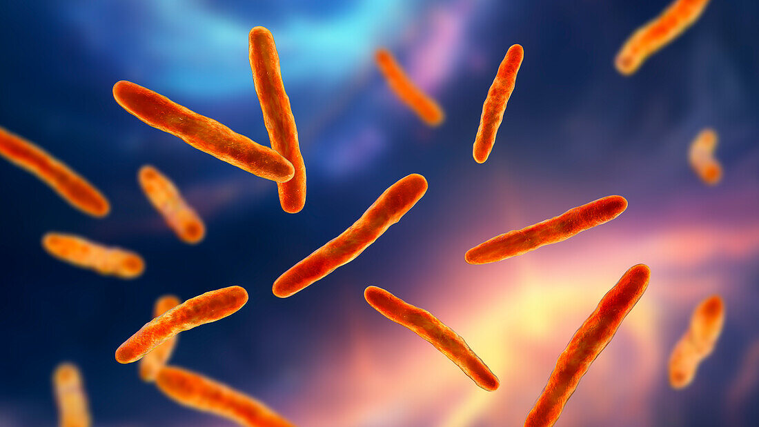 Mycobacterium bovis bacteria, illustration