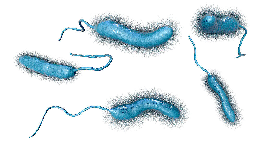 Vibrio mimicus bacteria, illustration