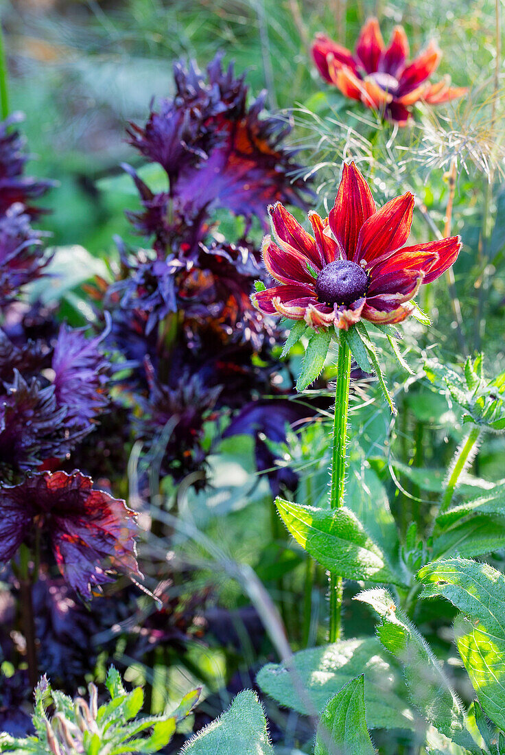 Summer rudbeckia (Rudbeckia) 'Cherry Brandy' and black nettle (Perilla frutescens) 'Red Shiso' in the border