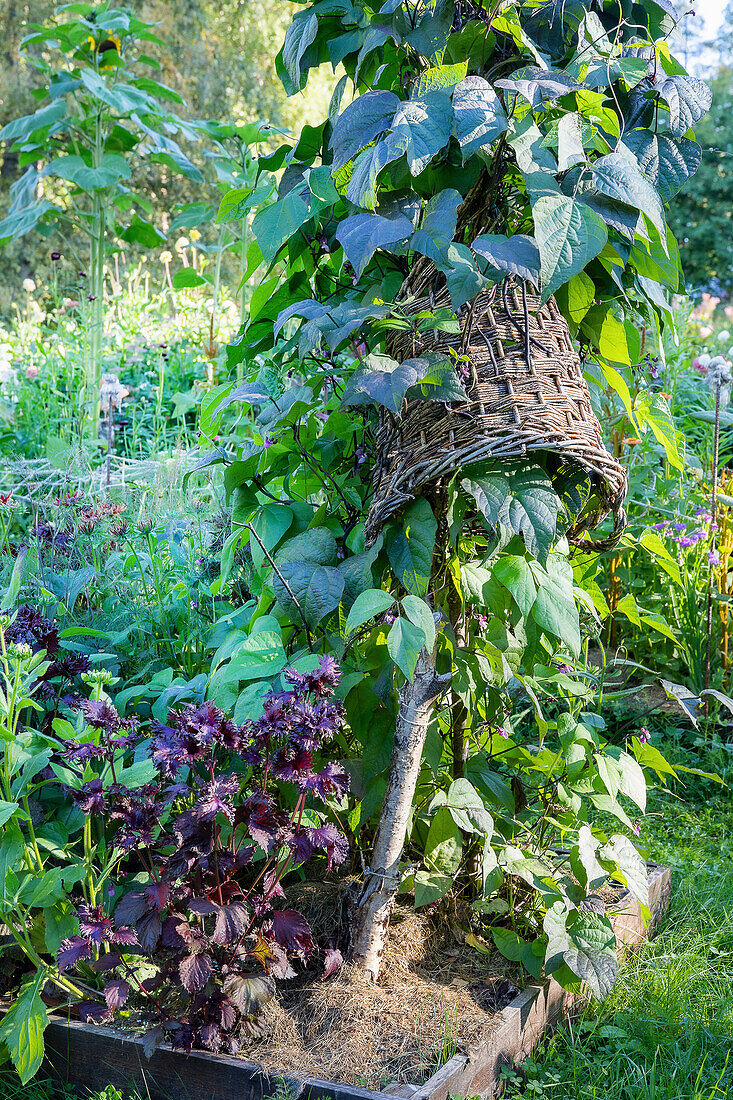 Garden beans with old basket in garden bed