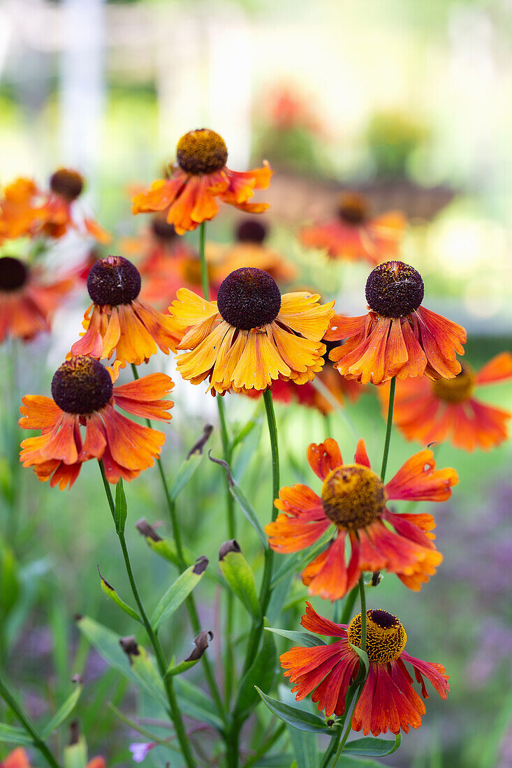 Blühende Sonnenbraut (Helenium) im Beet